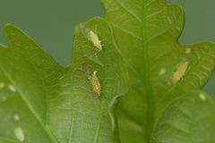 Myzocallis castanicola