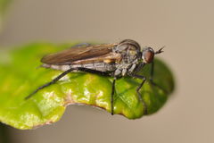 Rhamphomyia crassirostris