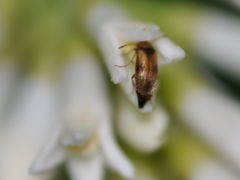 Anaspis maculata