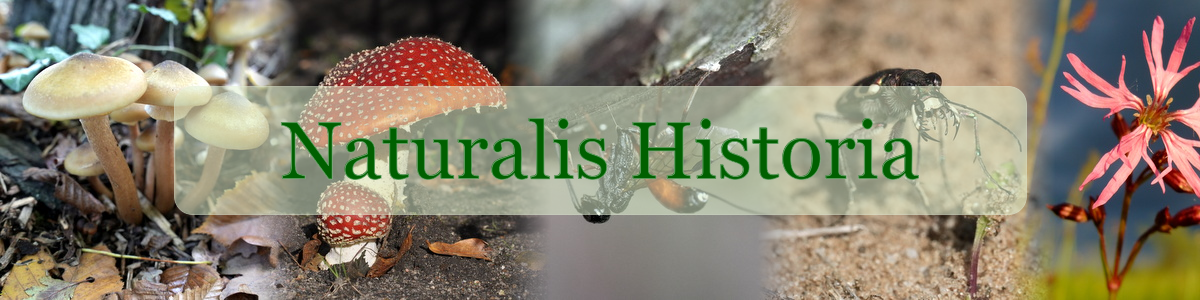 Naturalis Historia